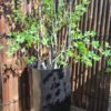 Cylinder Shape Terrazzo Pot