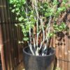 Egg Shape Terrazzo Pot Black