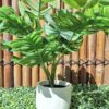 Egg Shape Terrazzo Pot