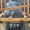 Gorilla2