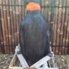 Penguin Statue3 min