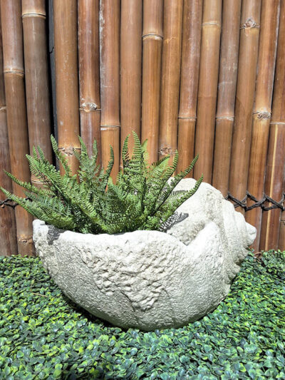 Small Keong Shell Planter