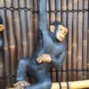 chimp1 min