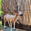 Deer Head Up Antler Statue
