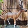 deer head upimgimg1 min