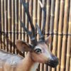 deer head upimgimg2 min