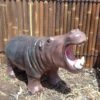 hippopotamus1 img1 min