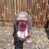 hippopotamus1 img2 min