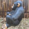 sitting chimp2 min