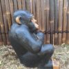 sitting chimp4 min